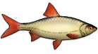 File:Roach.png