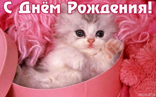 Файл:Kitty.jpg
