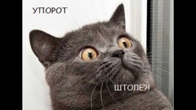 Файл:Кот упорот.jpg