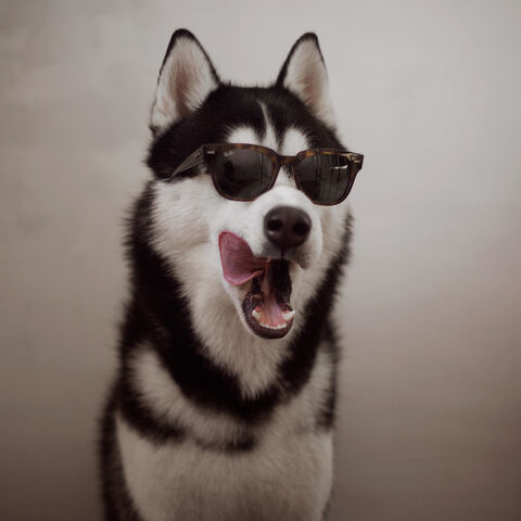 Файл:SuperDog2.jpg