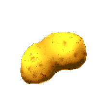 Gold Potato
