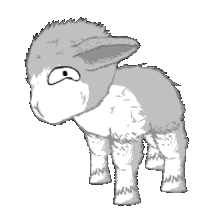 Young sheep