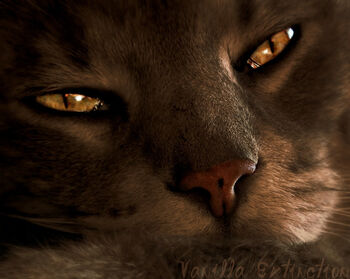 Dusksong.LifeImage
