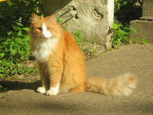 Ginger-cat-3