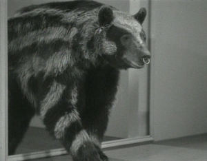 105urso