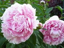 Paeonia lactiflora