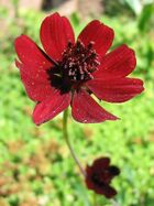 800px-Cosmos-atrosanguineus