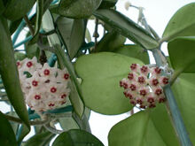 Hoya-kerrii flowers op