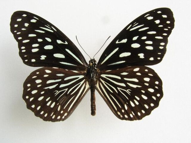 File:21 Dark Blue Tiger.jpg