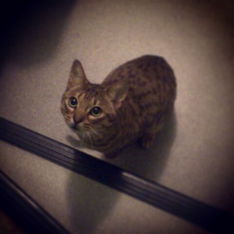 File:Miow.jpg