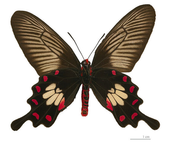 File:25 Common Rose.jpg