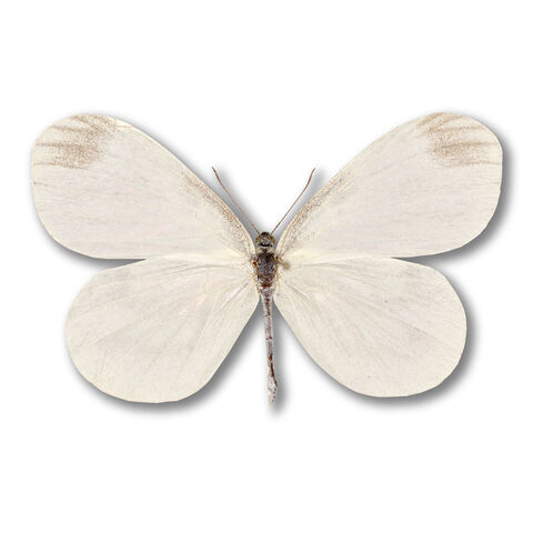 File:1 Wood White.jpg