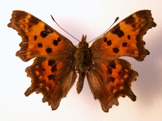 File:58 Comma.jpg
