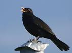 Blackbird