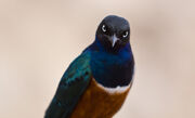Bird`123