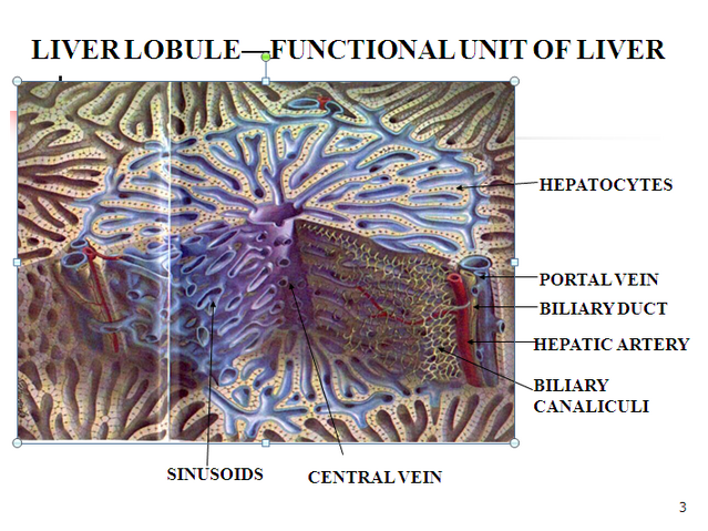 File:Liver lobule.png