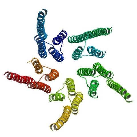 File:1OED bio r 500.jpg