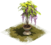 Wisteria Topiary