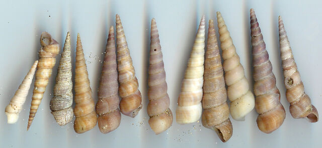 File:Turritella array.jpg