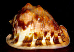 Flame helmet shell1