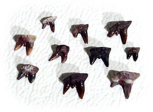 Xenacanthustooth4