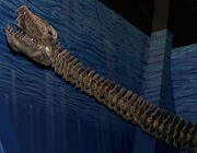 Elasmosaurusskull