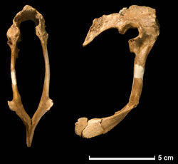 Hesperonychus pelvis