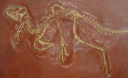 Heterodontosaurus skeleton