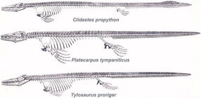 Mosasaurs1