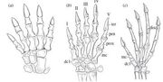 Fossil-hands-comparison-thumb suminia