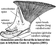 Stethacanthidae2