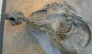 Psittacosaurus holotype