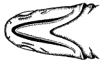 Snout dev