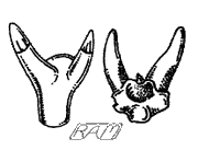 Early shark tooth1