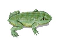 Triadobatrachus BW