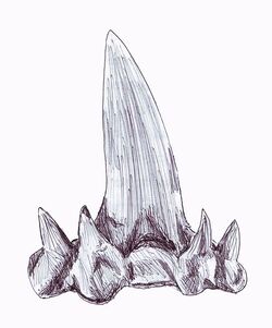 Cladodont tooth1