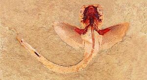 Squatinactis montanus 640