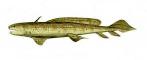 Orthacanthus 1