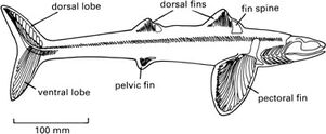 Cladoselache skeleton 1