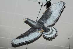 Amnh sapeornis1
