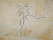 Archaeopterix ka03