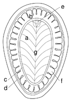 Kimberella-Schematic-Dorsal.svg