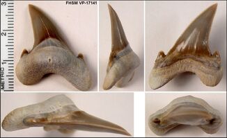 Cardabiodon sp.2