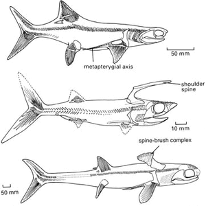 Symmoriiformes