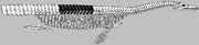Cope Elasmosaurus