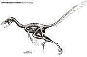 Sinornithosaurus skeletal1