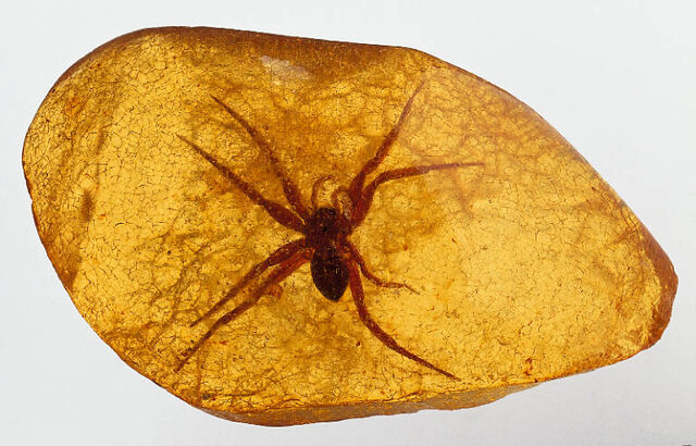 File:Dolomedes - Spider (1).jpg