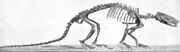 Metacheiromys (1)