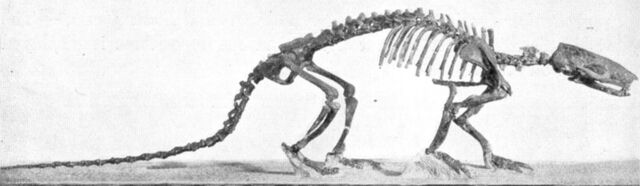 File:Metacheiromys (1).jpg