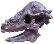 Pachycephalosaurus (1)